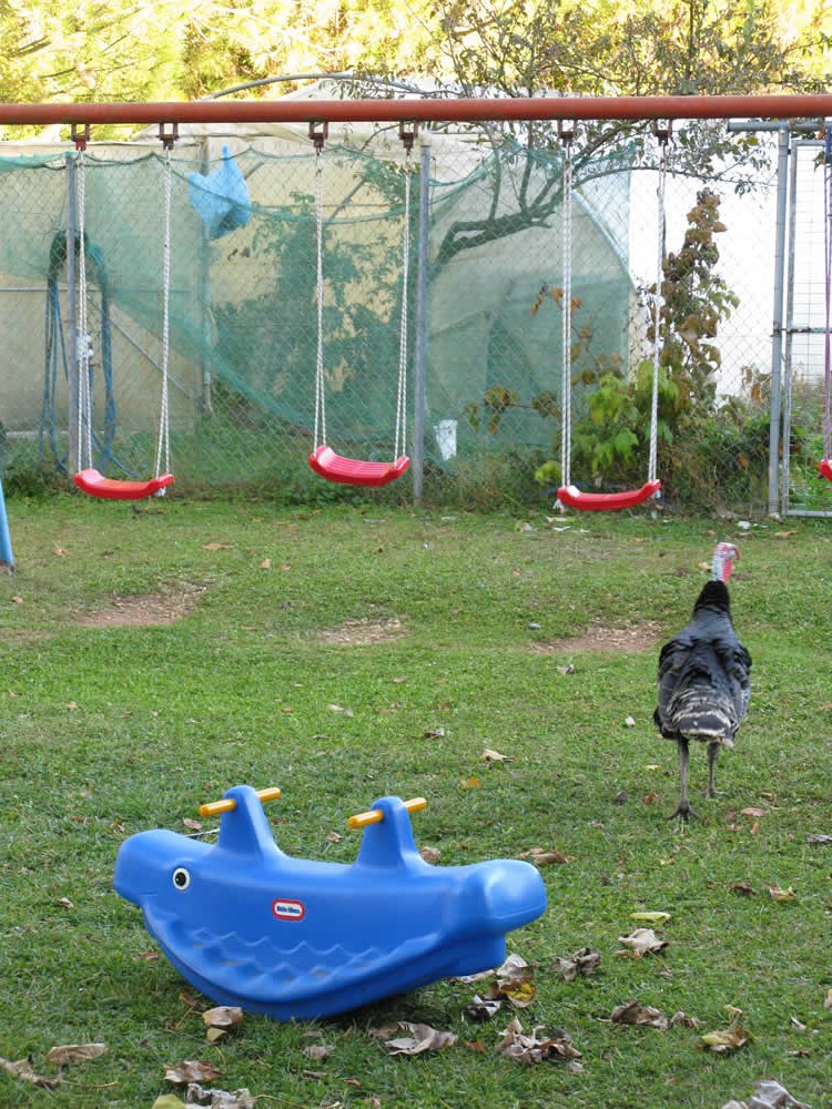 Η παιδική χαρά στην Ταβέρνα Χάσκος στο Καλπάκι Ιωαννίνων, μόλις 10 λεπτά από τα Ζαγοροχώρια διαθέτει τσουλήθρα, κούνιες, τραμπάλα και άλλα παιχνίδια