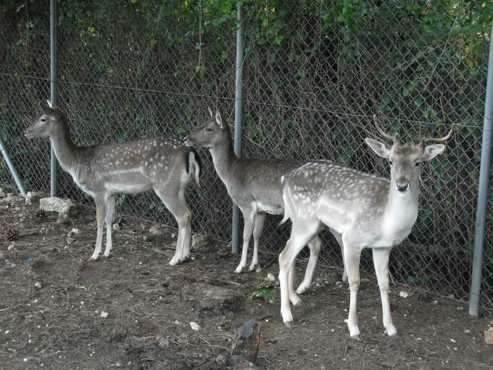 Στον περιφραγμένο χώρο δίπλα στην ταβέρνα Χάσκος στο Καλπάκι Ιωαννίνων φιλοξενούμε τρία πολύ χαριτωμένα ελαφάκια, μεταξύ άλλων ζώων, τα οποία μπορείτε να επισκεφθείτε