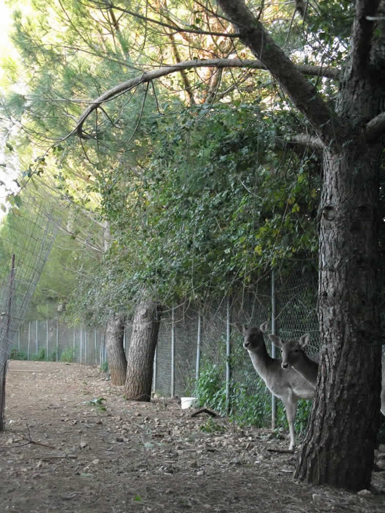 Στον περιφραγμένο χώρο δίπλα στην ταβέρνα Χάσκος στο Καλπάκι Ιωαννίνων φιλοξενούμε τρία πολύ χαριτωμένα ελαφάκια, μεταξύ άλλων ζώων, τα οποία μπορείτε να επισκεφθείτε